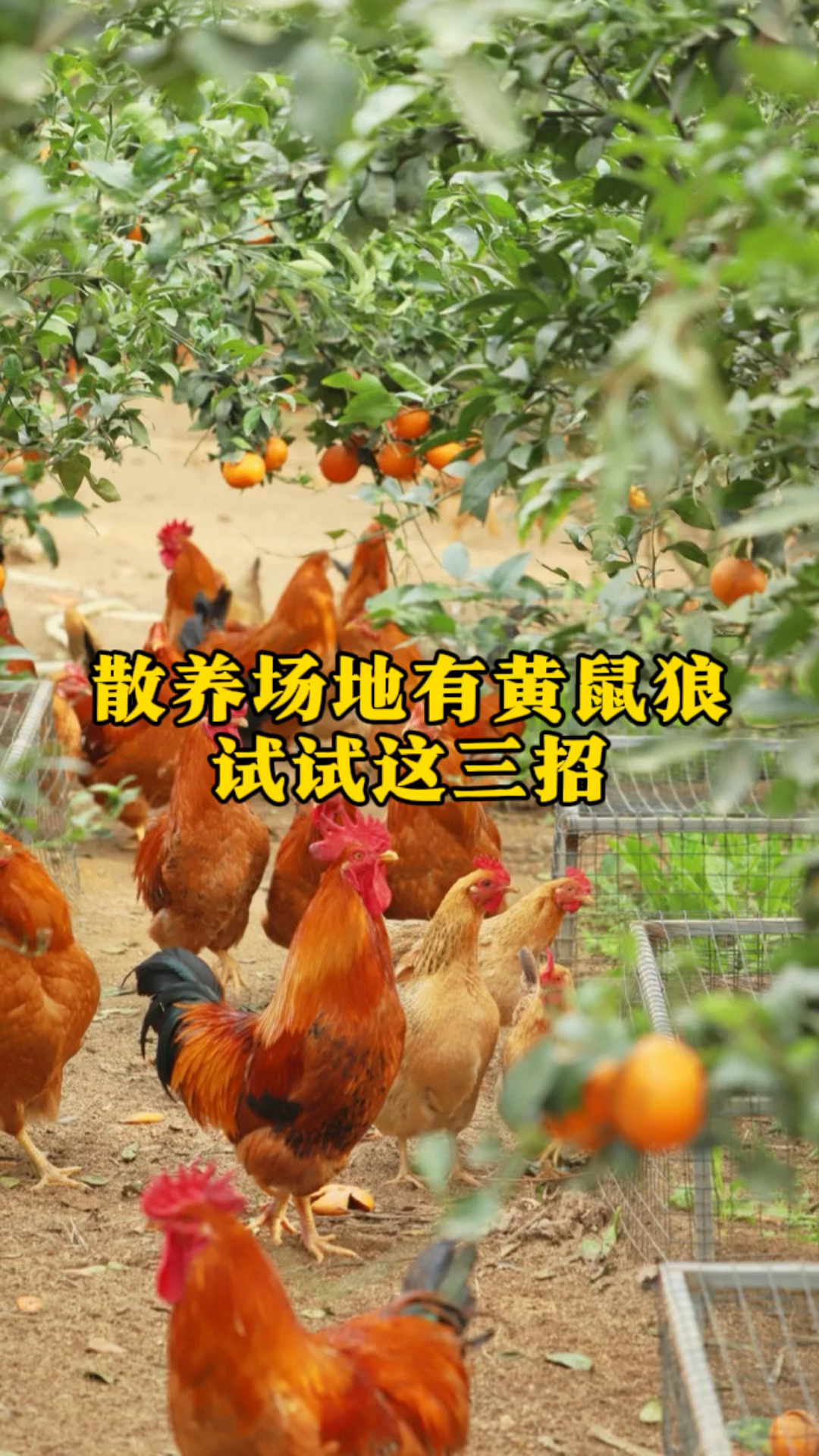 散养场地经常有黄鼠狼偷鸡,教你三招,轻松解决