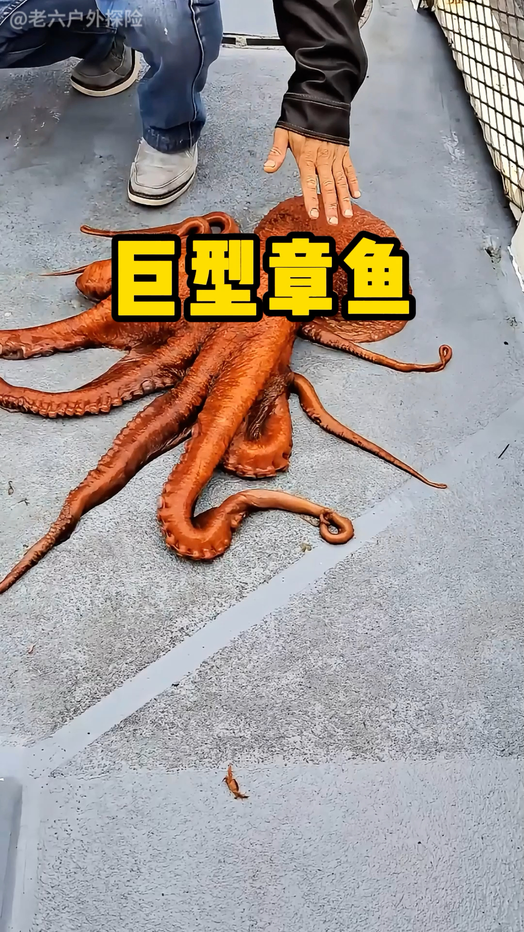 渔民发现巨型章鱼,最后无奈将其放生