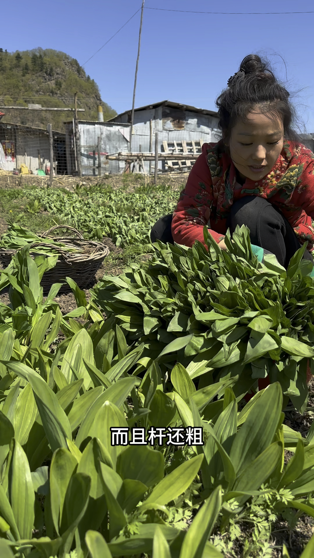 可以栽可以吃的山野菜,山葱!