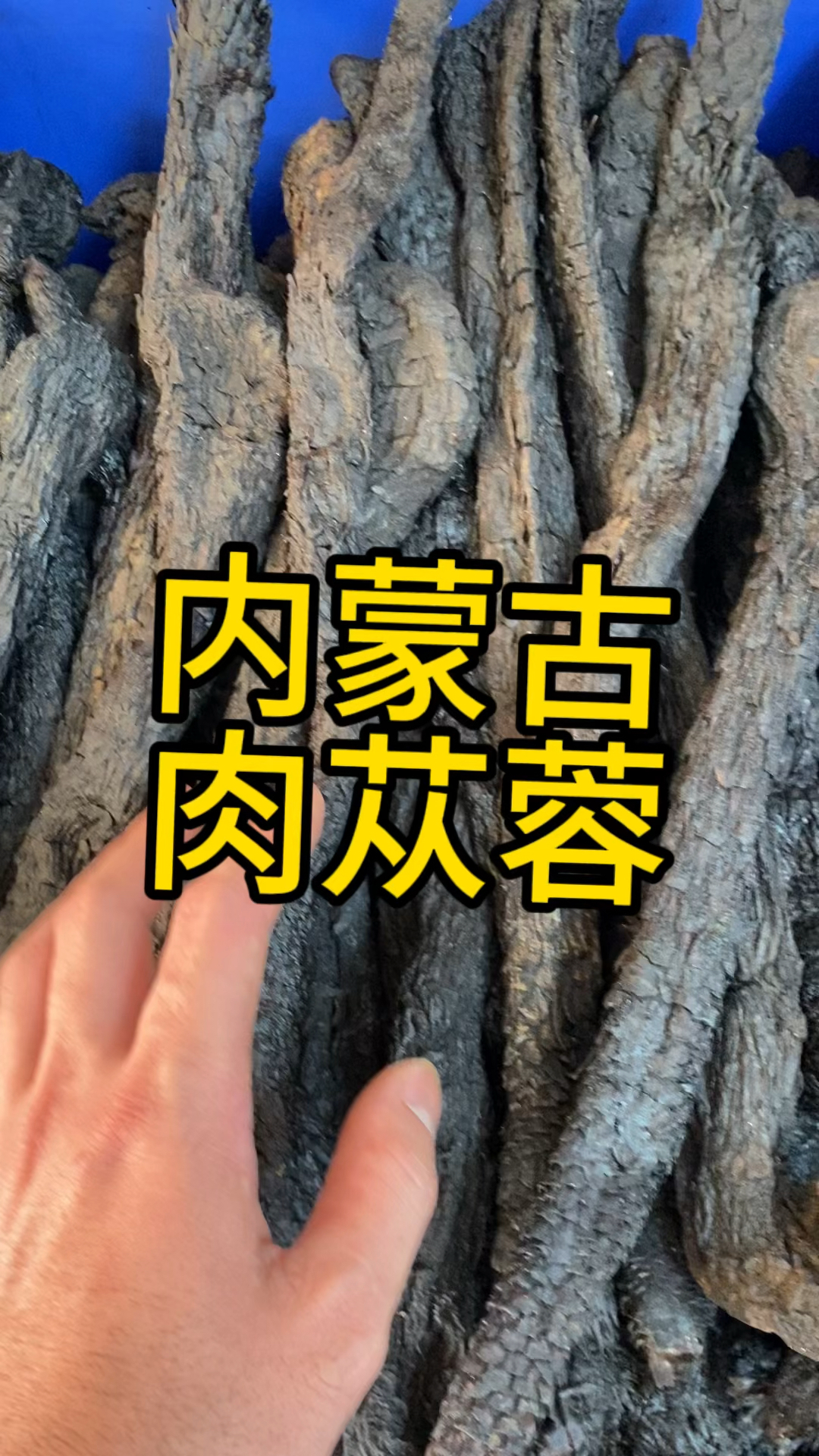 内蒙古肉苁蓉,你知道怎么吃吗