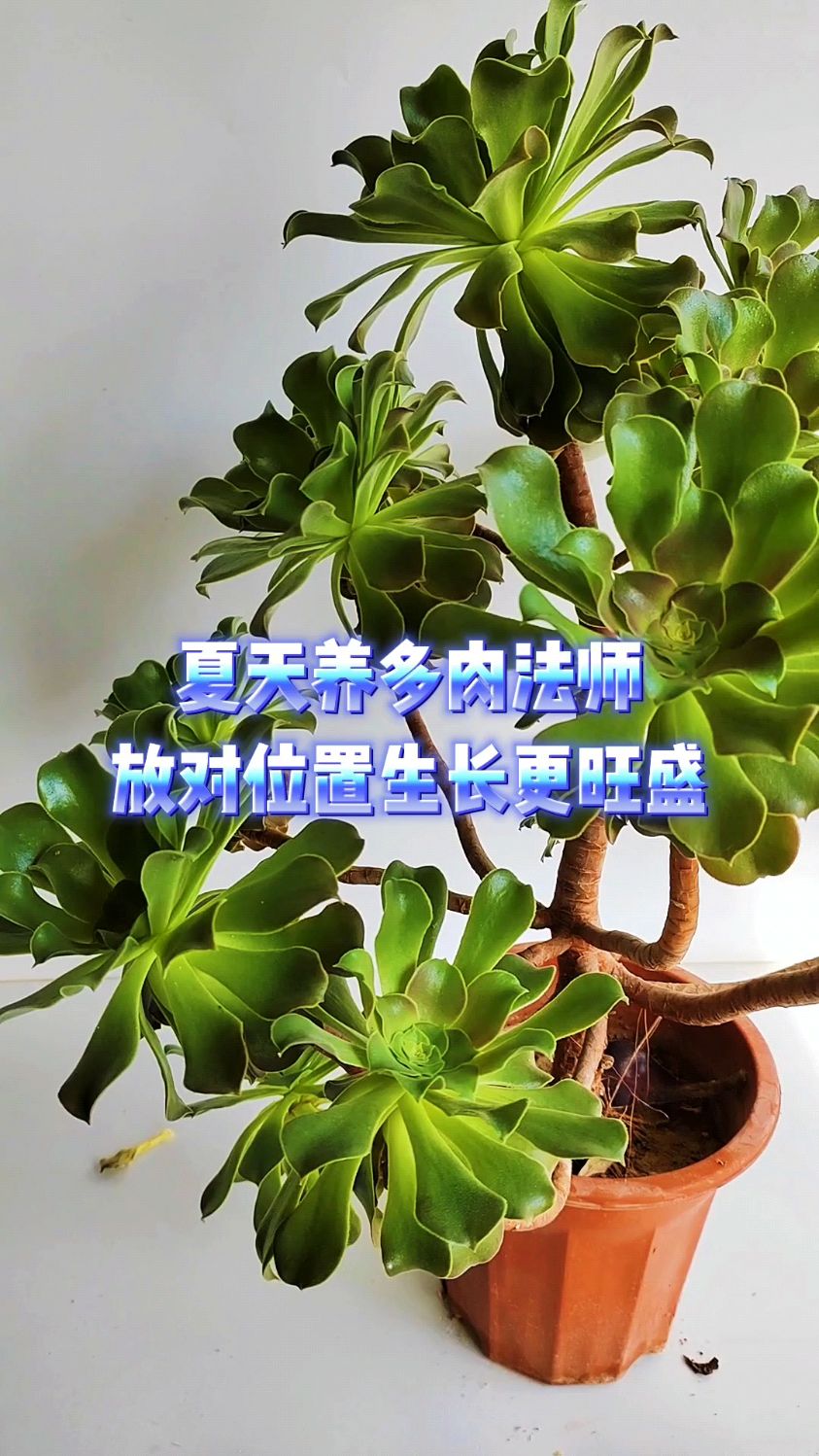 夏天养多肉法师,放对位置生长更旺盛