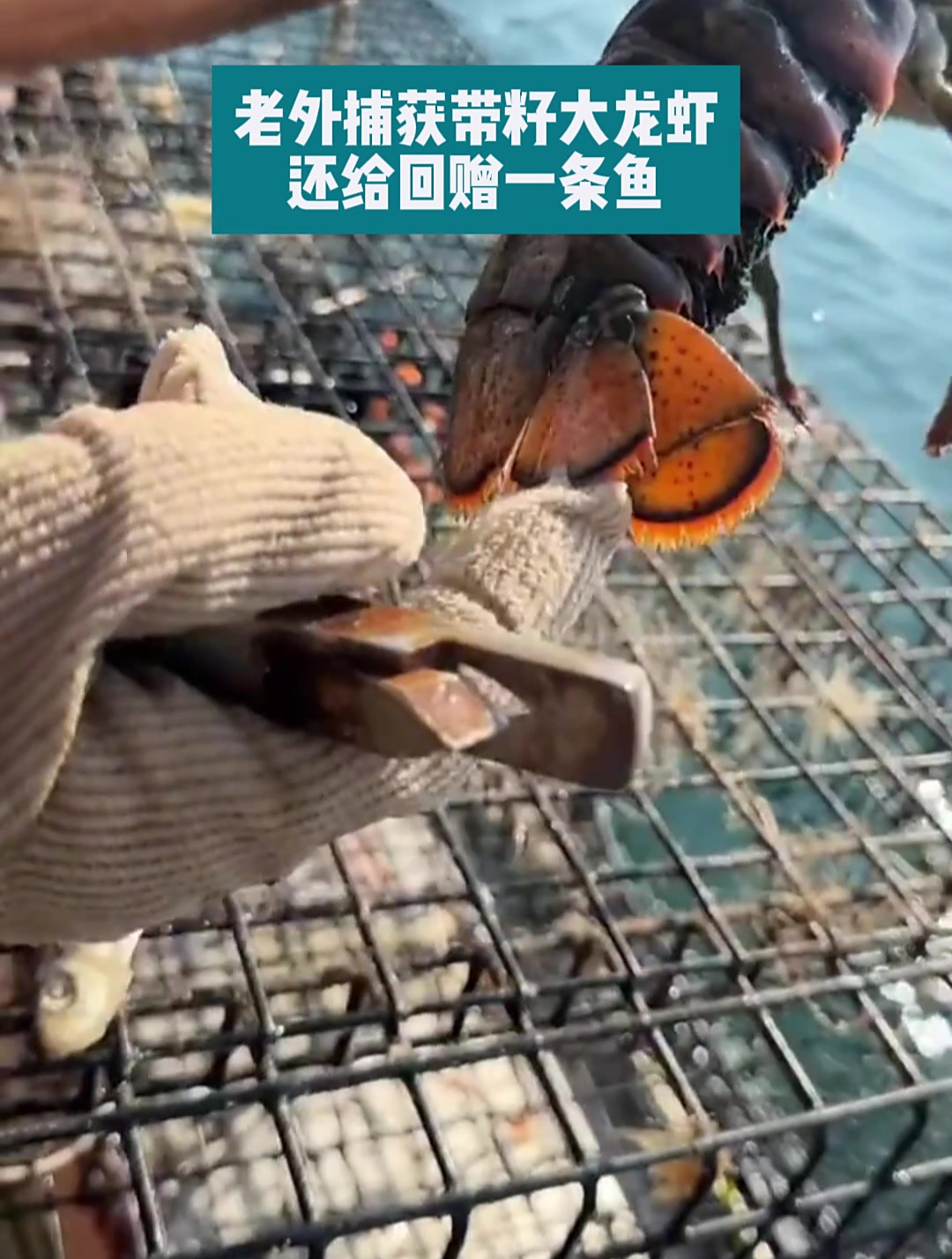 老外捕获带籽大龙虾,还给回赠一条鱼