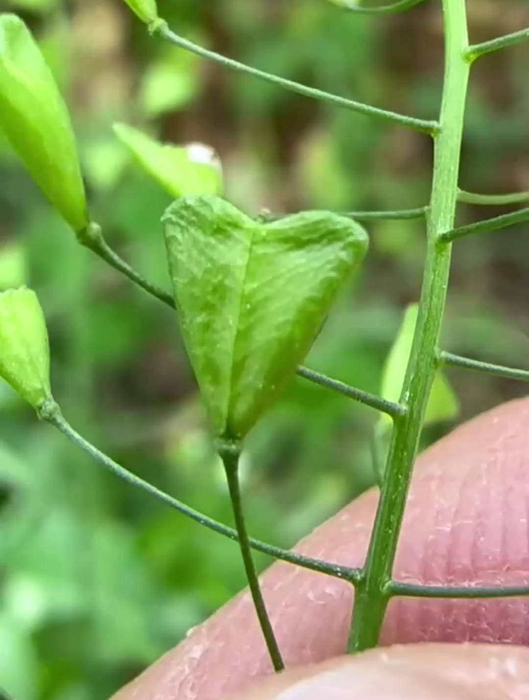 荠菜是野菜中的代表,它不但非常美味,而且有悠久的食用历史
