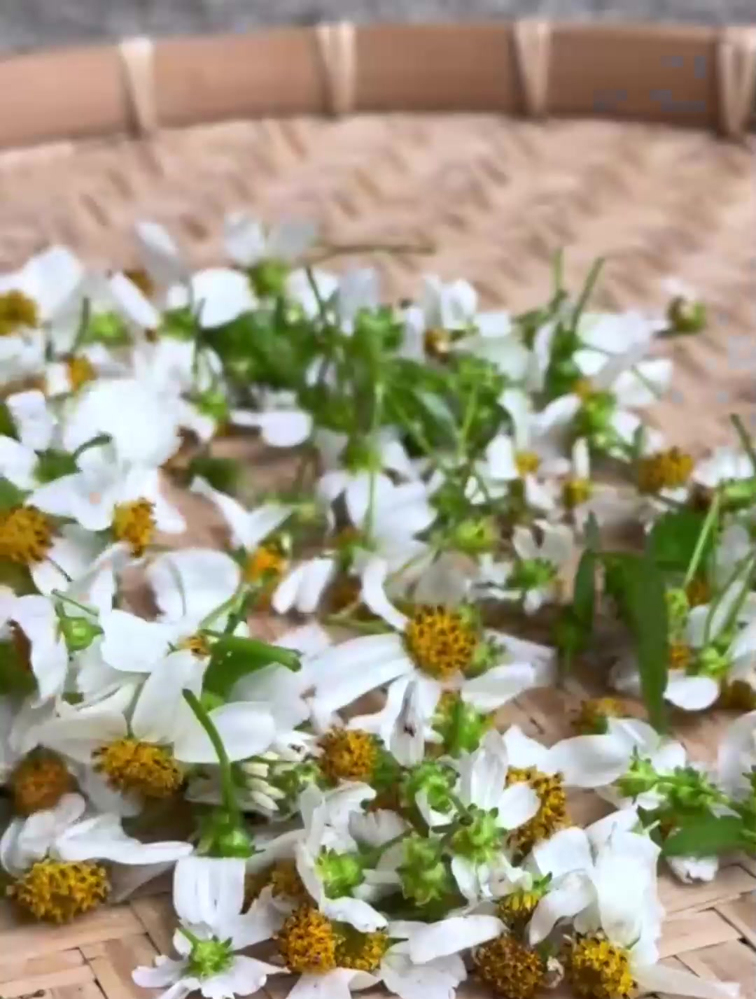 白花鬼针草又叫虾钳草,你家乡也有吗