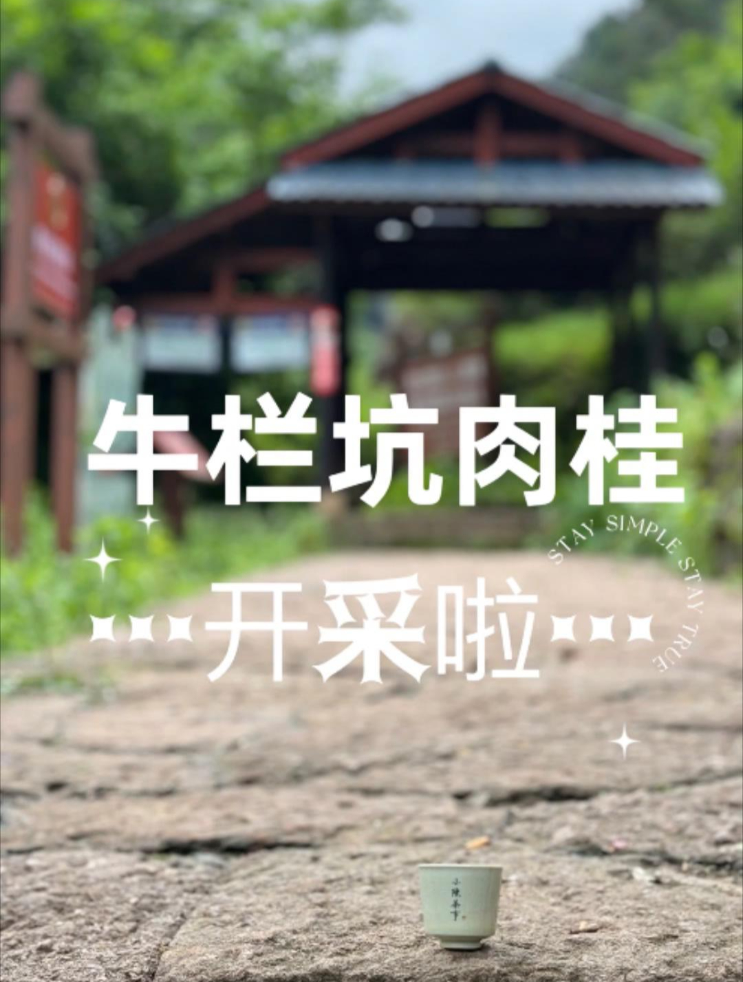 几万元一斤的牛栏坑肉桂,都是怎么采摘的?5月3日,带你走近牛肉