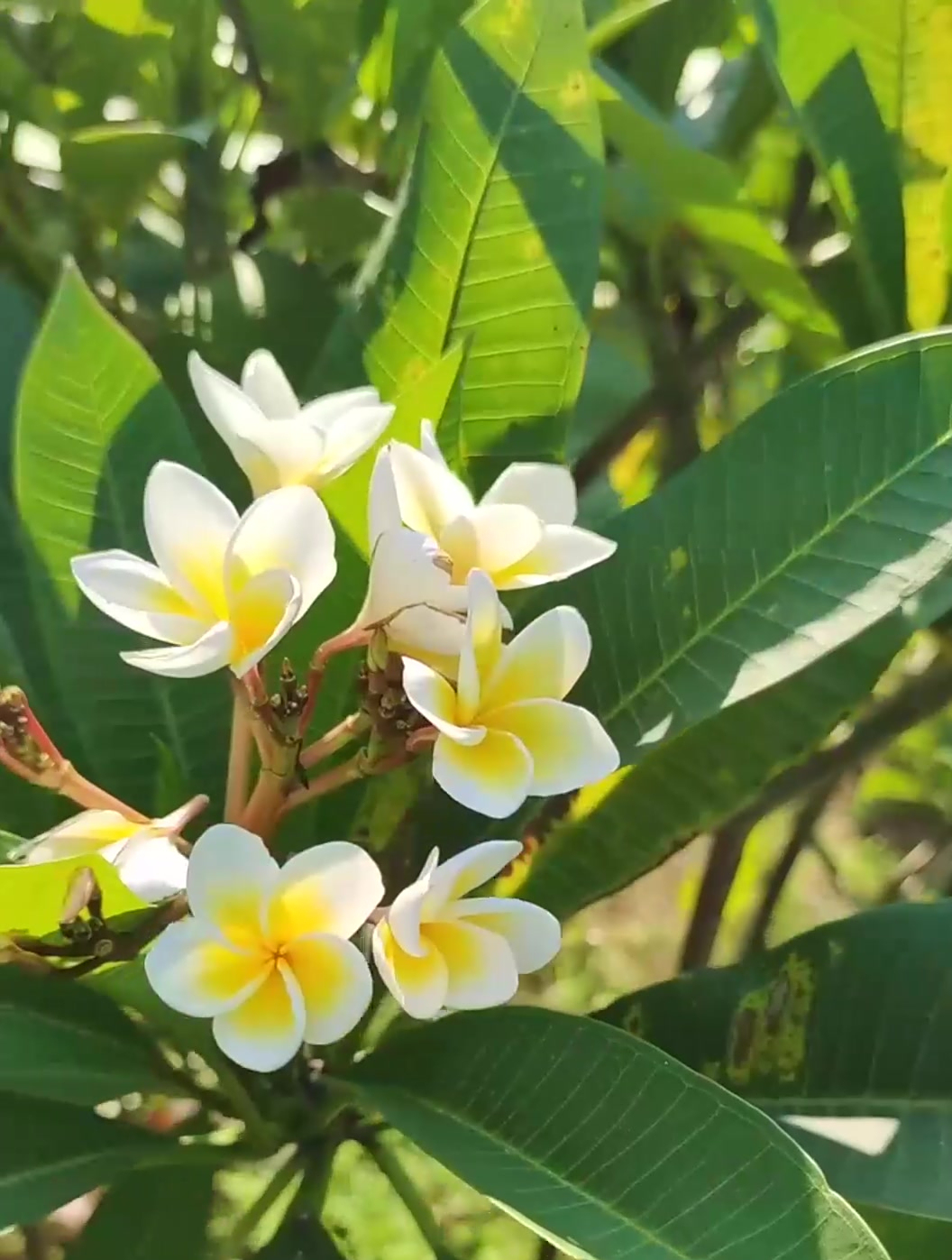 鸡蛋花,夹竹桃科植物,你知道它吗?