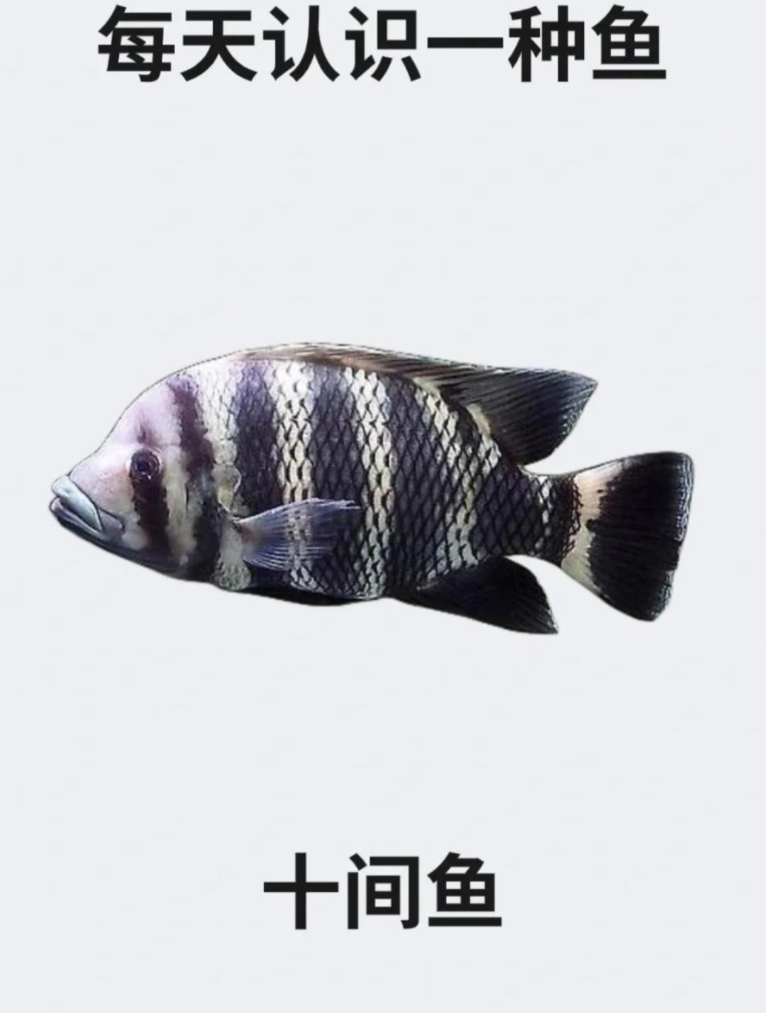 每天认识一种鱼之十间鱼
