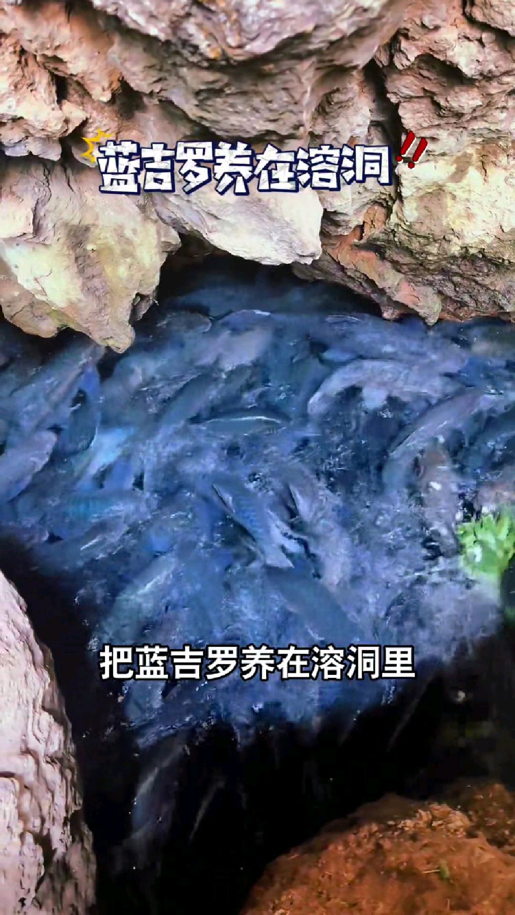 你们知道怎么养蓝吉罗吗?#我的钓鱼日记