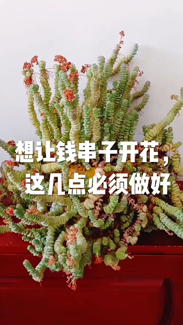 想让钱串子开花,这几点必须做好