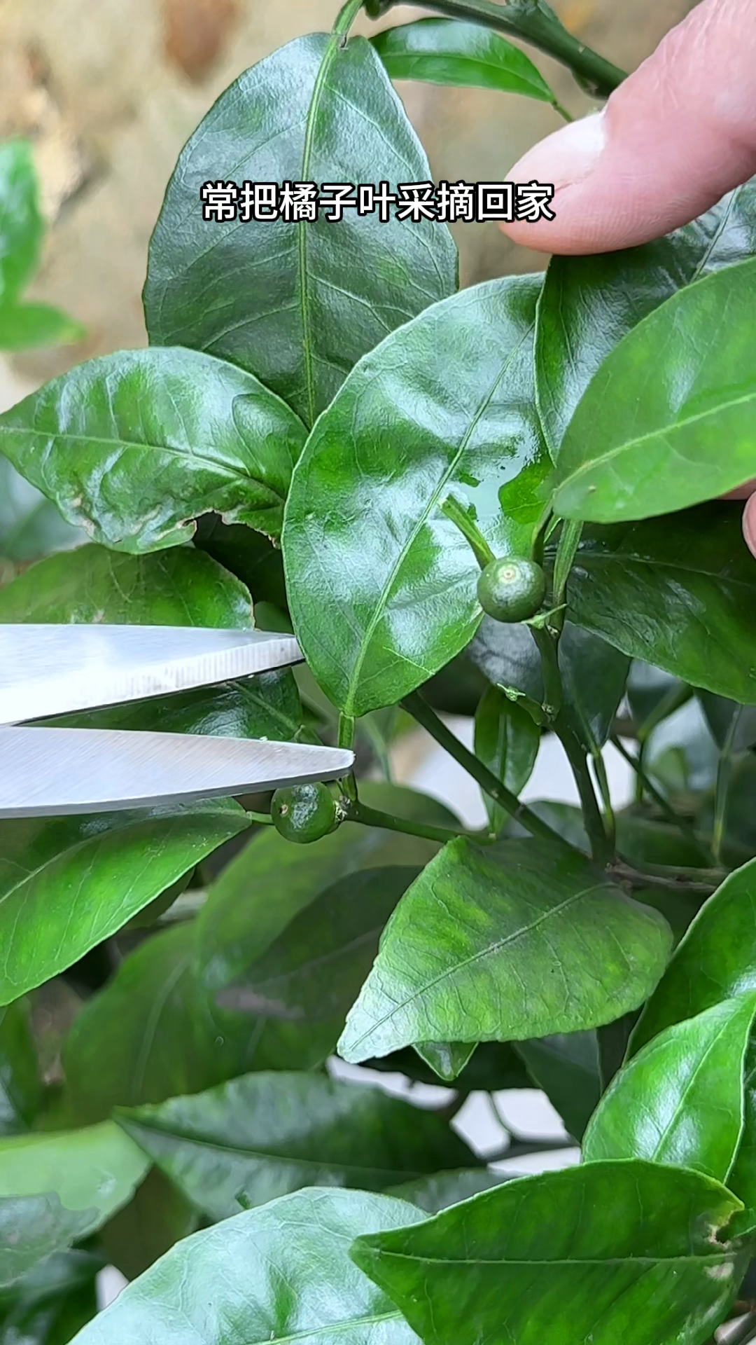 农村人采摘橘子叶,它是芸香科植物,你了解它吗?