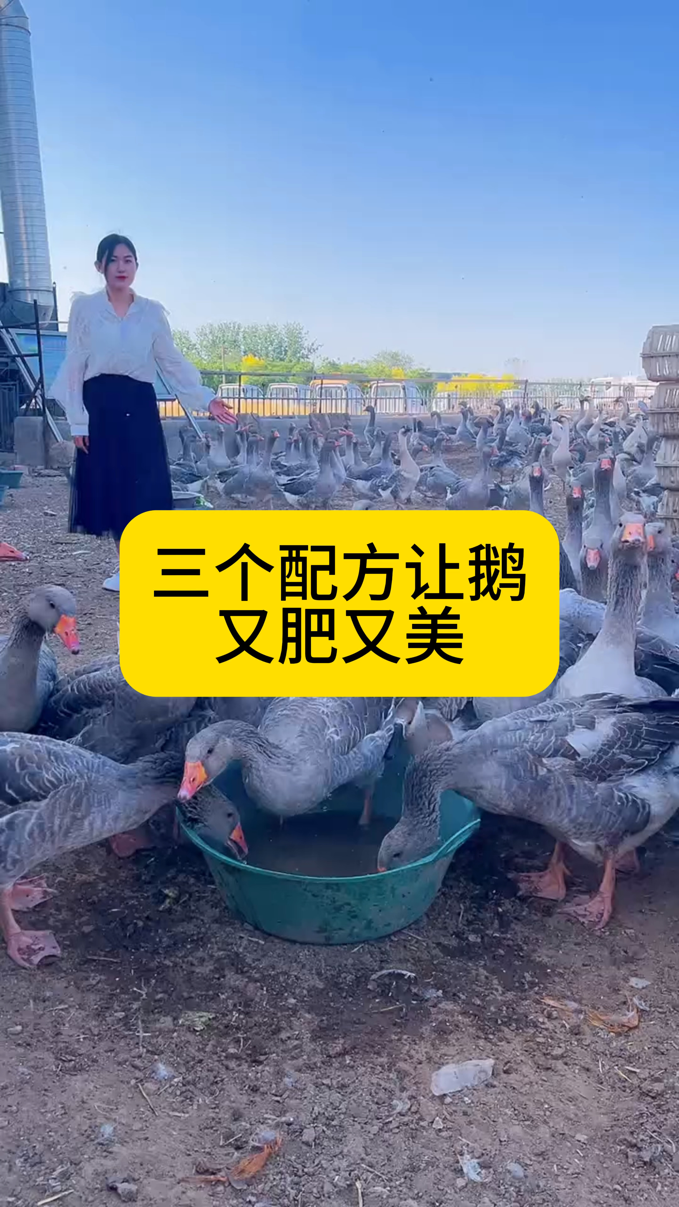 三个配方让鹅又肥又美