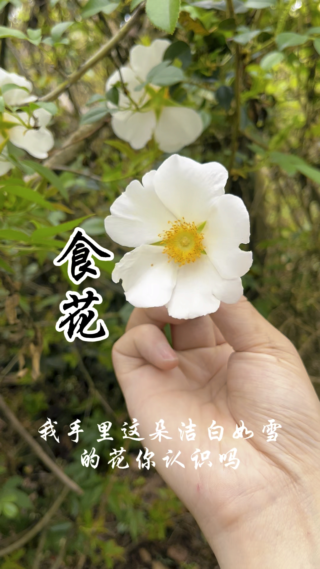 山野菜之金樱子花,可炒鸡蛋、可煎饼,晒干亦可泡茶饮!