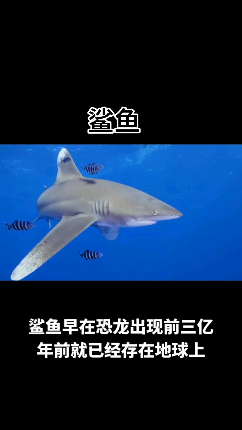 鲨鱼早在恐龙出现前三亿年前就已经存在地球上了