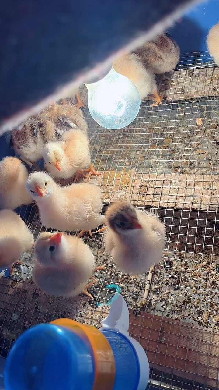 四川鸡和湖北江汉鸡的区别在哪里