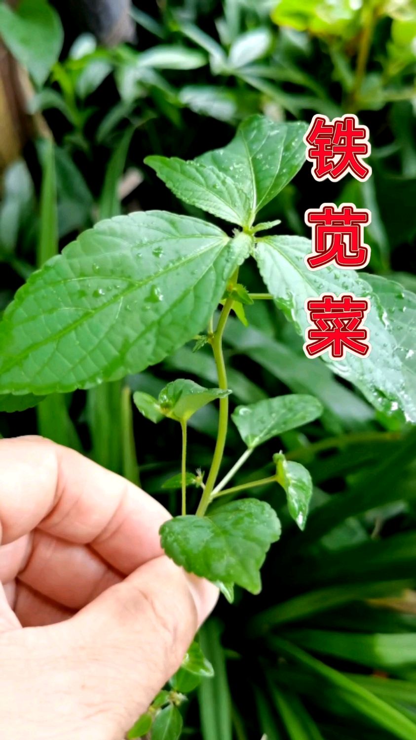 铁苋菜:药食两用,味道鲜美、营养丰富的长寿菜