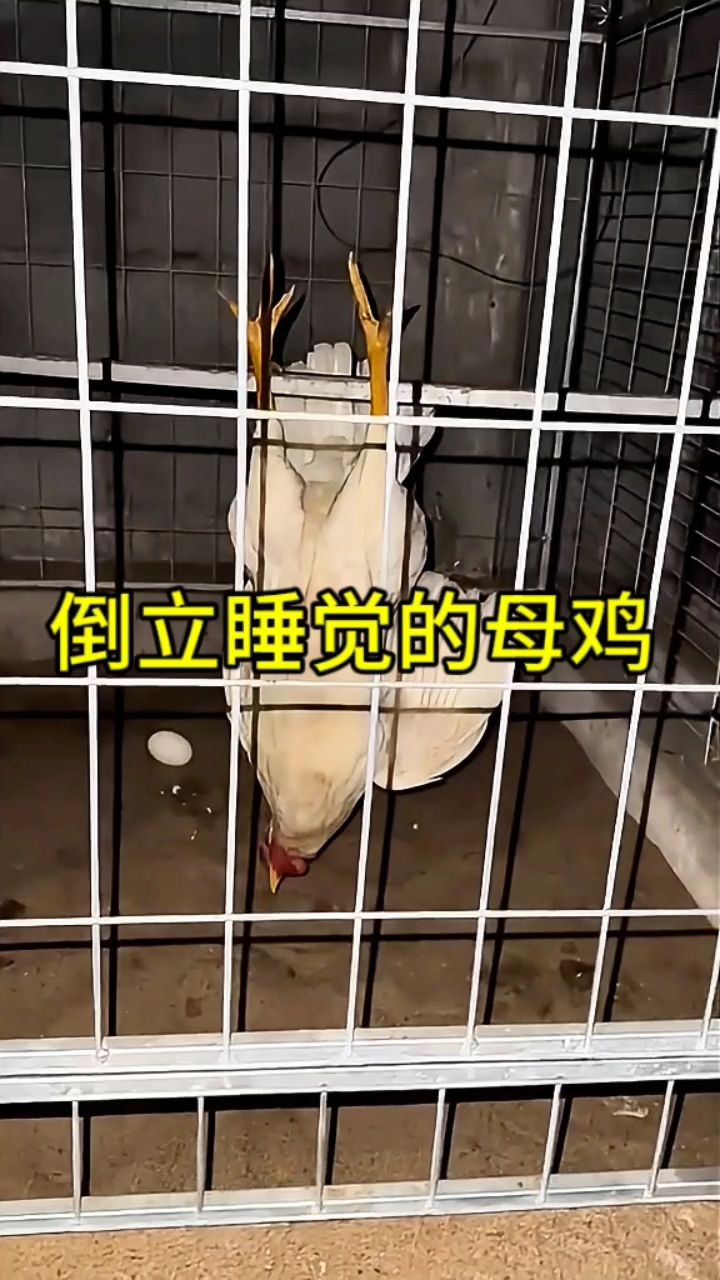 这只白色的母鸡竟然是在倒立睡觉!