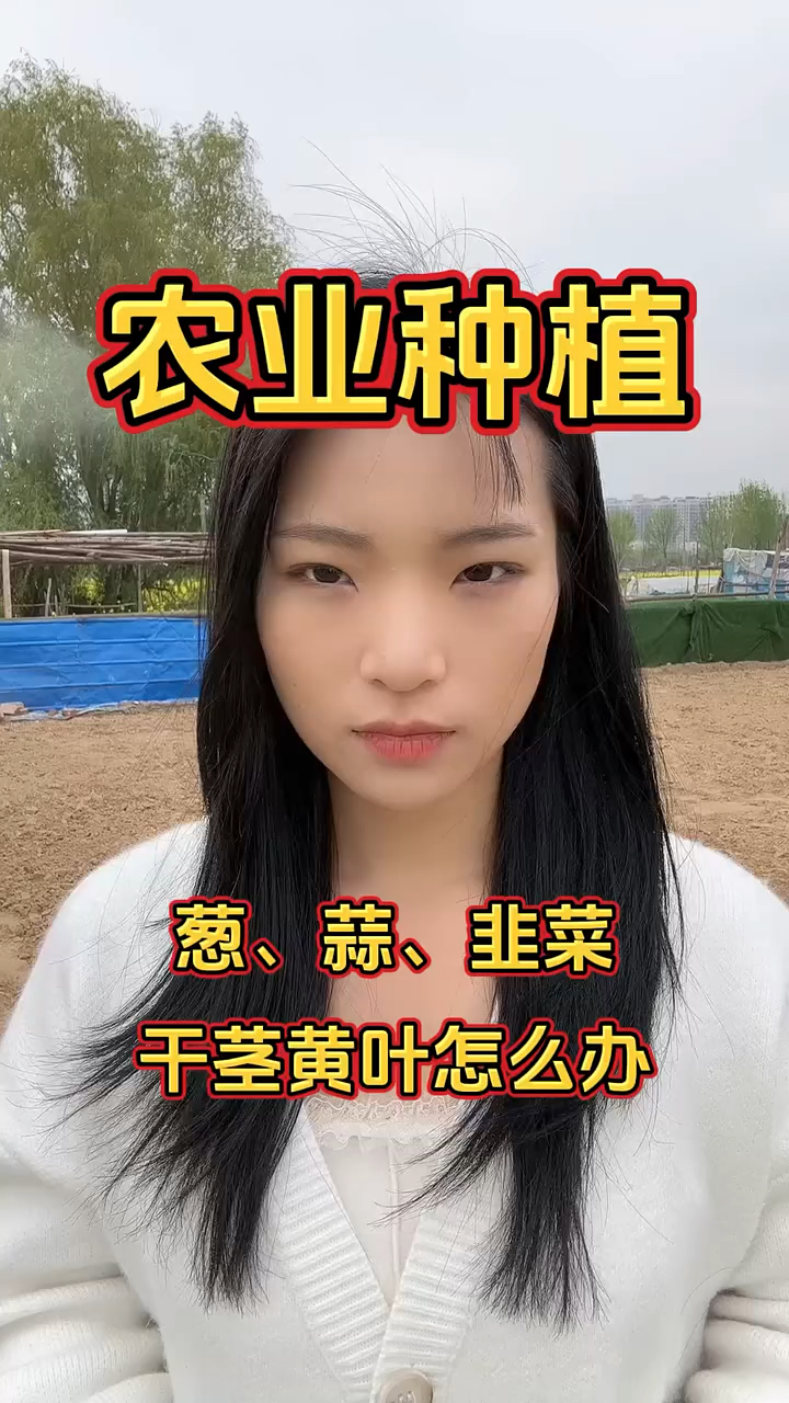 葱、蒜、韭菜干尖黄叶怎么办