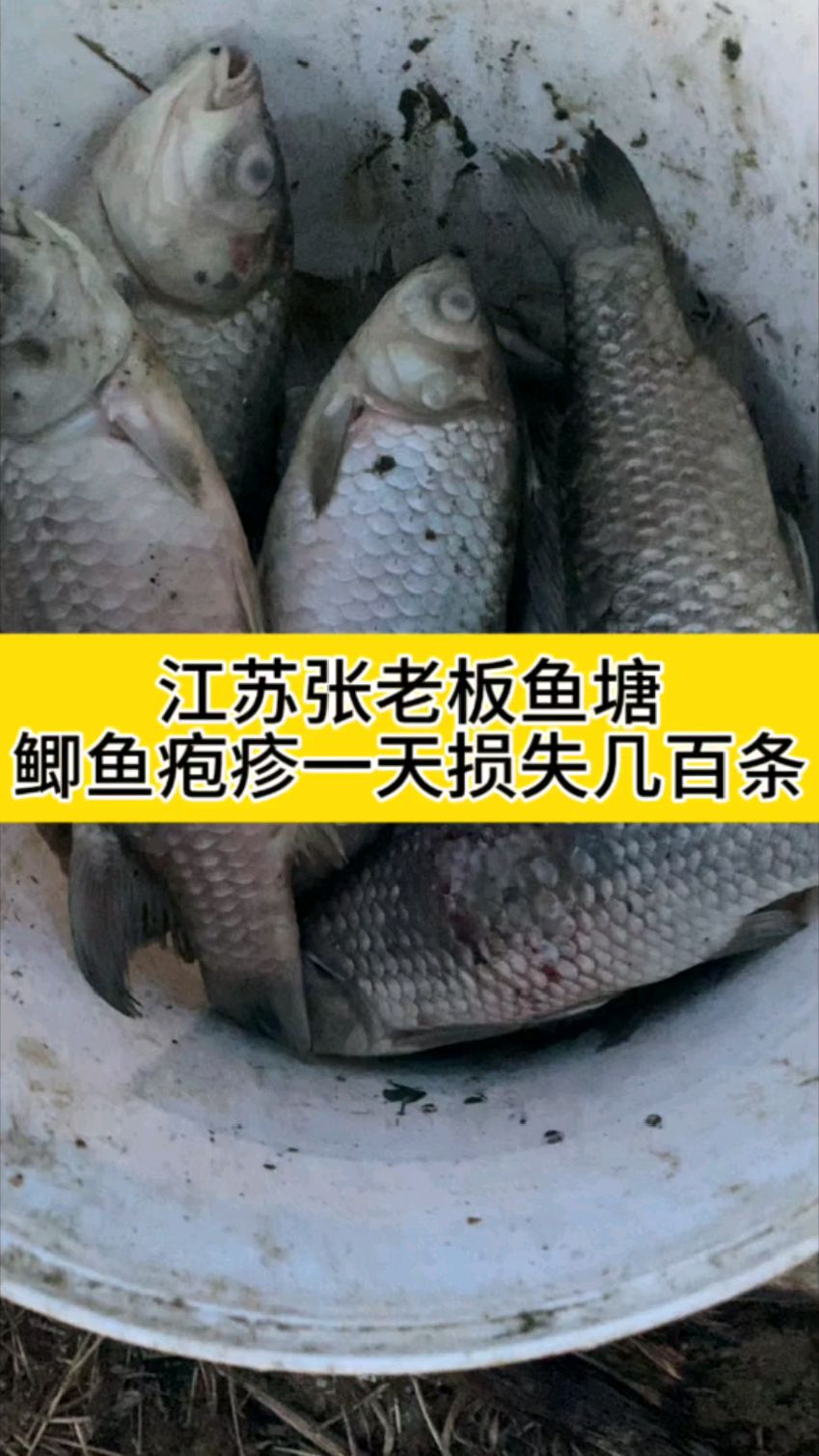 鲫鱼疱疹二型一天损失几百条