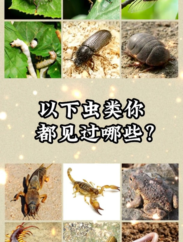 自然界的虫类又见过些呢?中草药知识分享