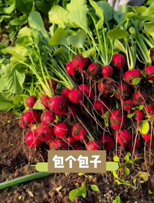 樱桃小萝卜,可以当水果吃,一口一个,撒籽浇浇水就长