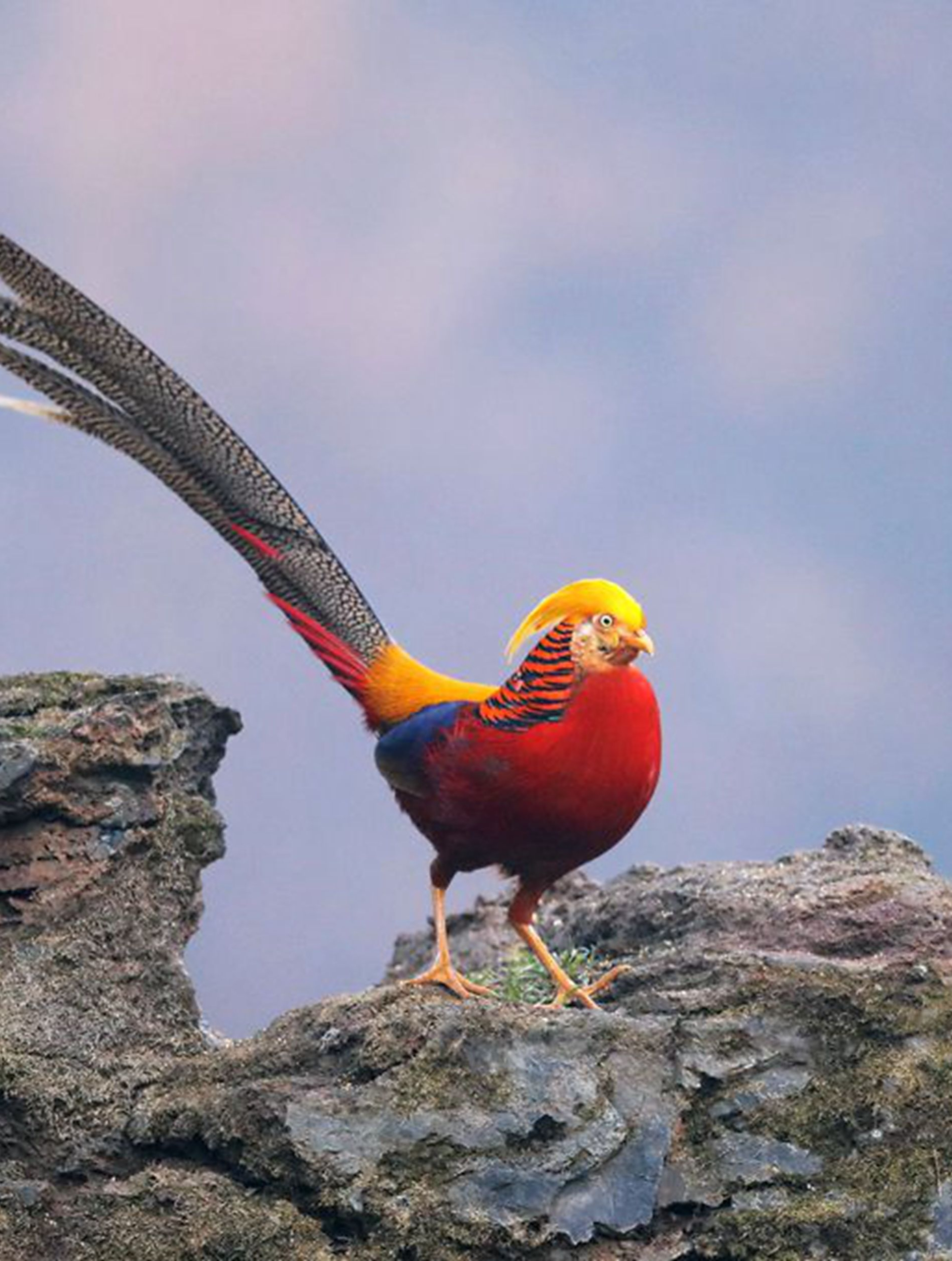 你大爷永远是你大爷,红腹锦鸡当成凤凰来养