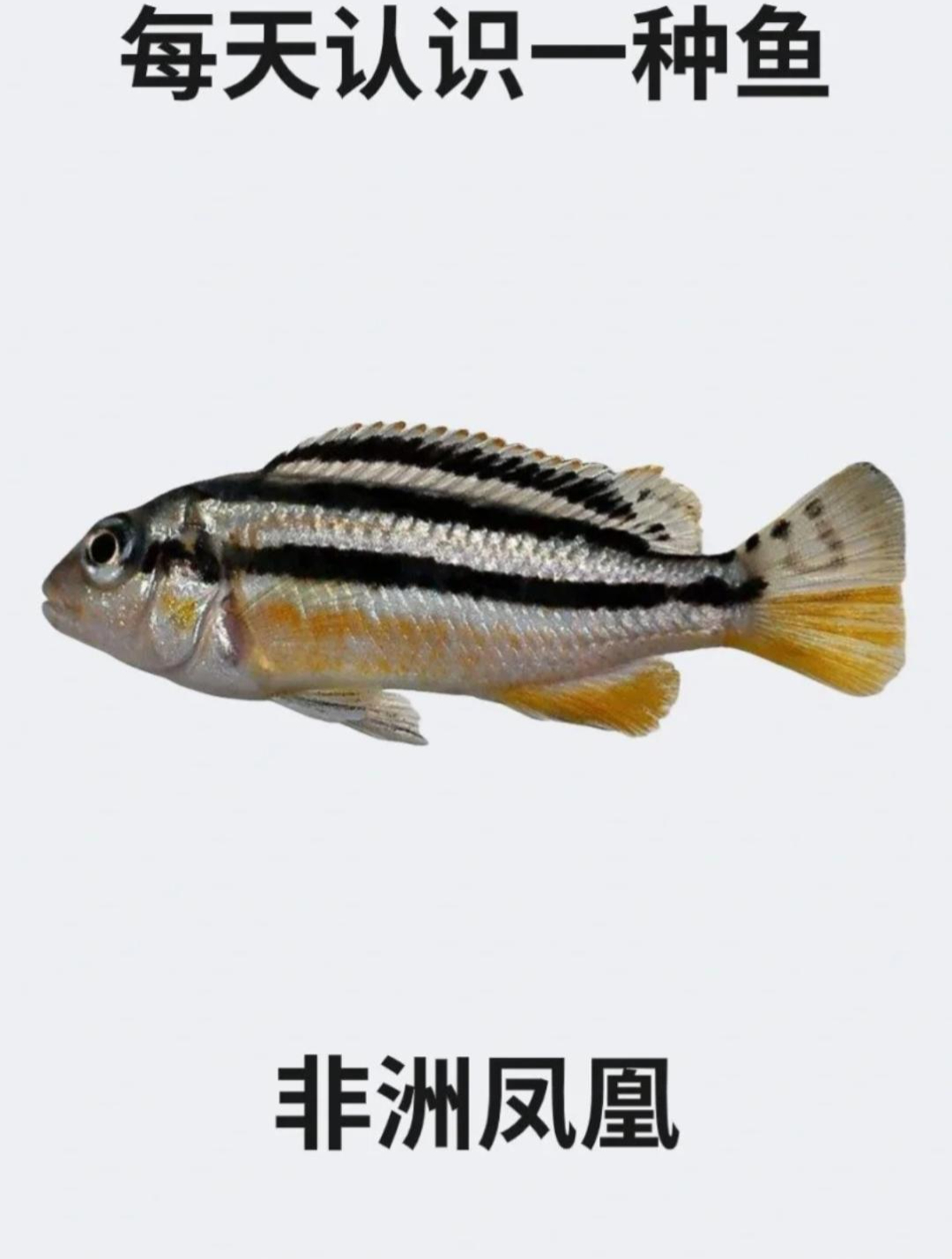 每天认识一种鱼之非洲凤凰