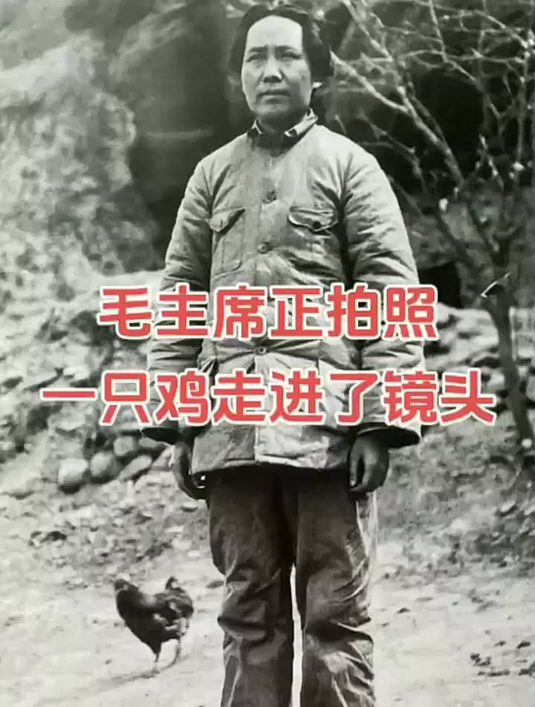 很有意思的一张照片,毛主席正在拍照,一只母鸡闯进了镜头