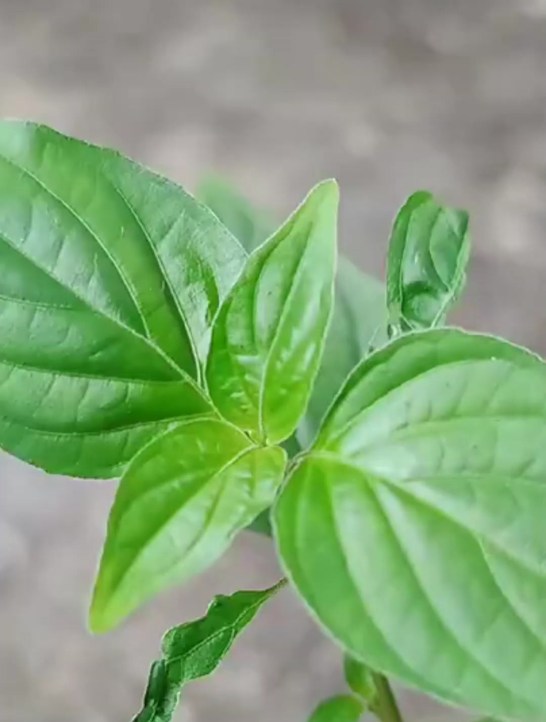 农村路边常用见的狗肝菜,原来是个宝,见到就摘些回家煮汤吧