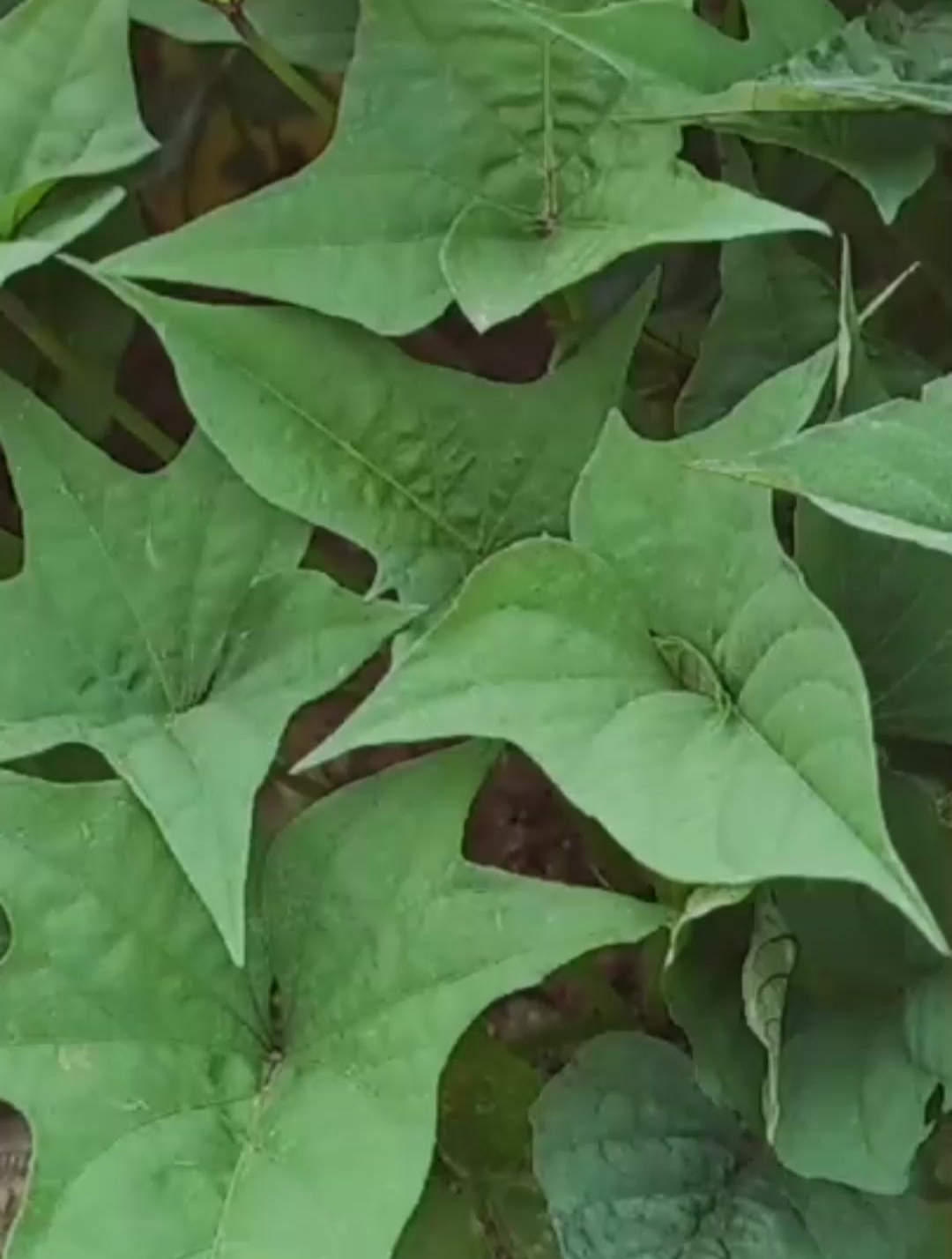 番薯叶,在农村叫长寿菜,要怎样煮才好吃呢?