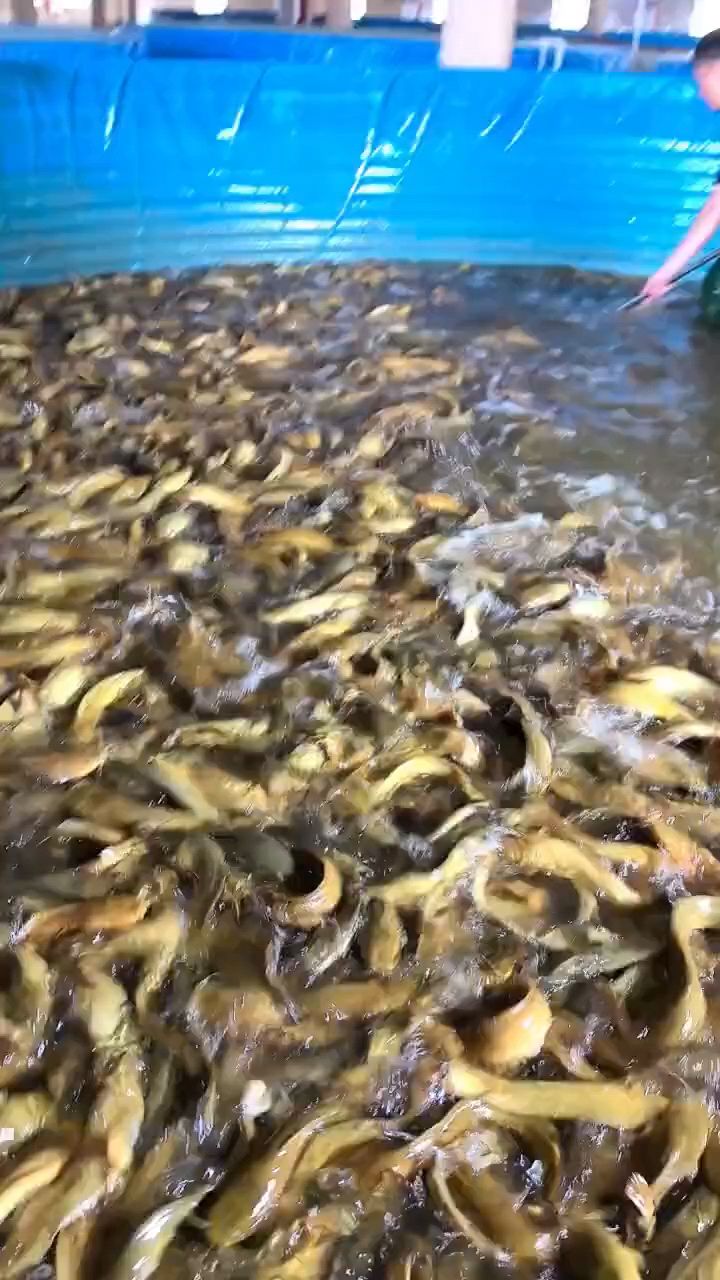 高密度水产养殖鱼池,塘角鱼水产养殖,