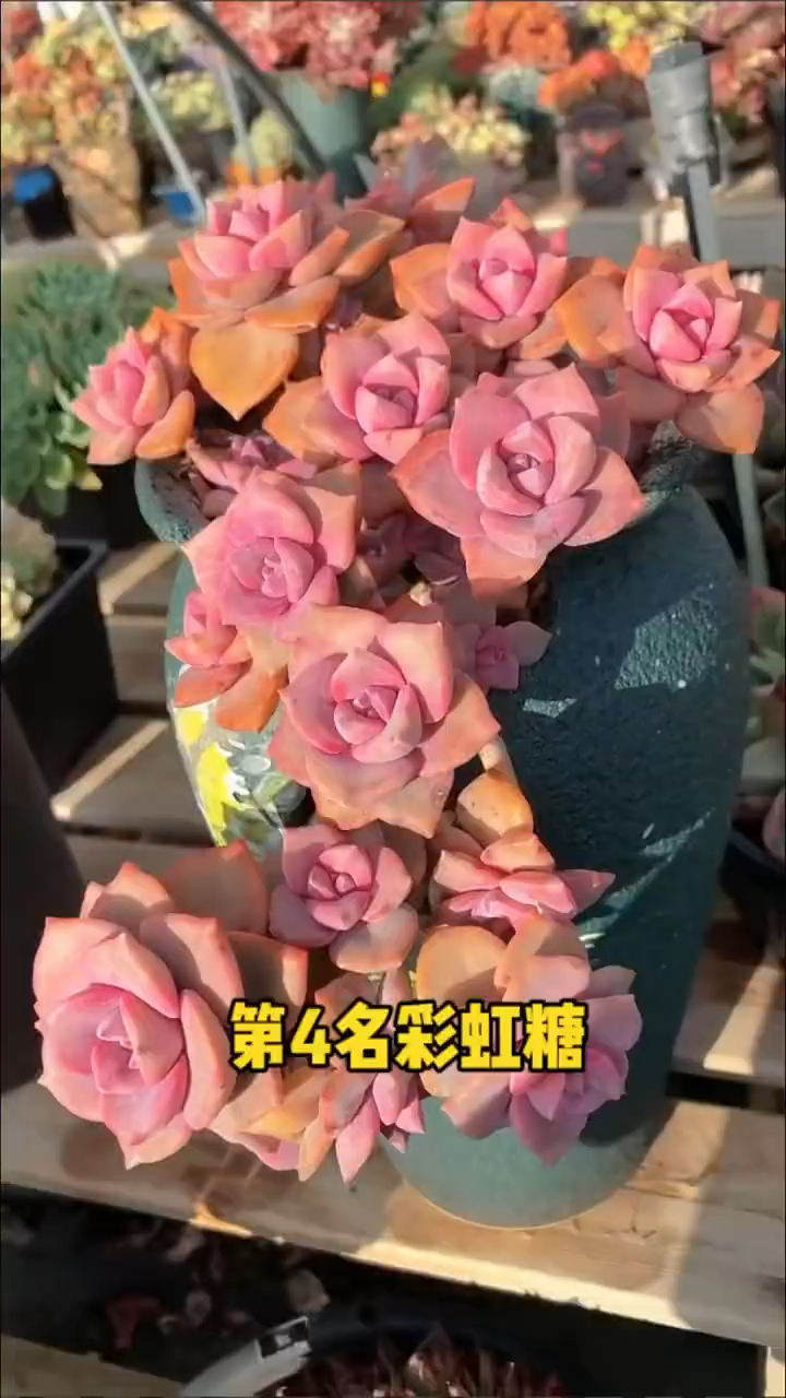 多肉的种类你认识哪些