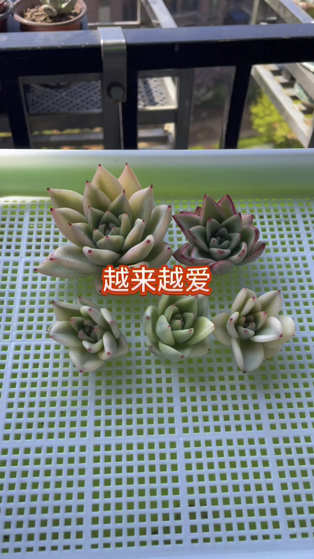 2024年,淘汰普货,进入锦圈!#多肉植物 #大连同城 #韩国多肉锦