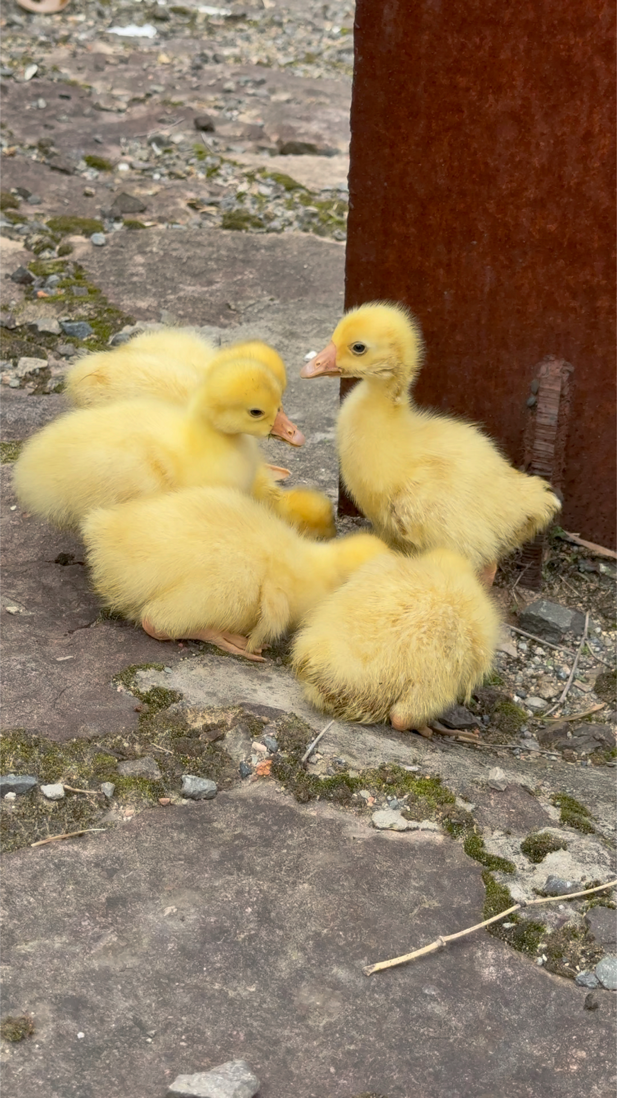 遇到一群可爱的小鹅仔