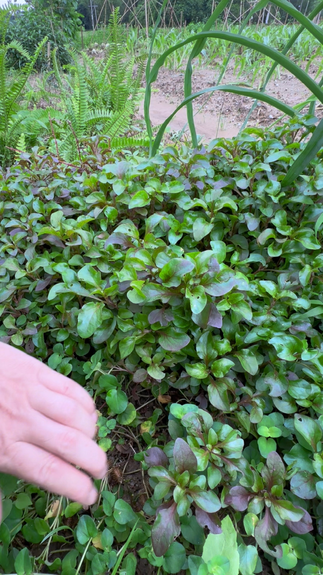 锦绣苋也叫旱地西洋菜,是一种口感鲜嫩的野菜