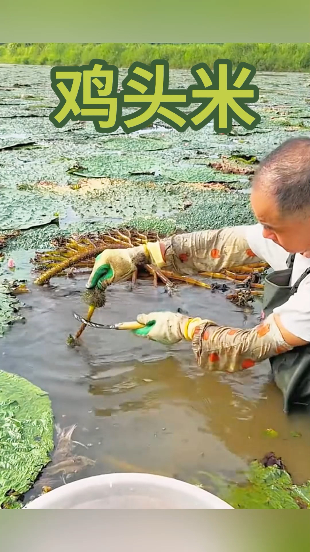荷叶下面的宝贝,我们这叫它鸡头米