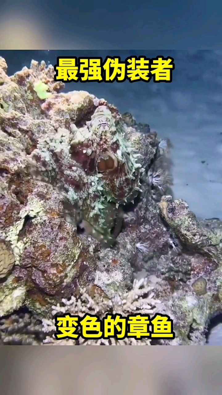 最强伪装者变色的章鱼