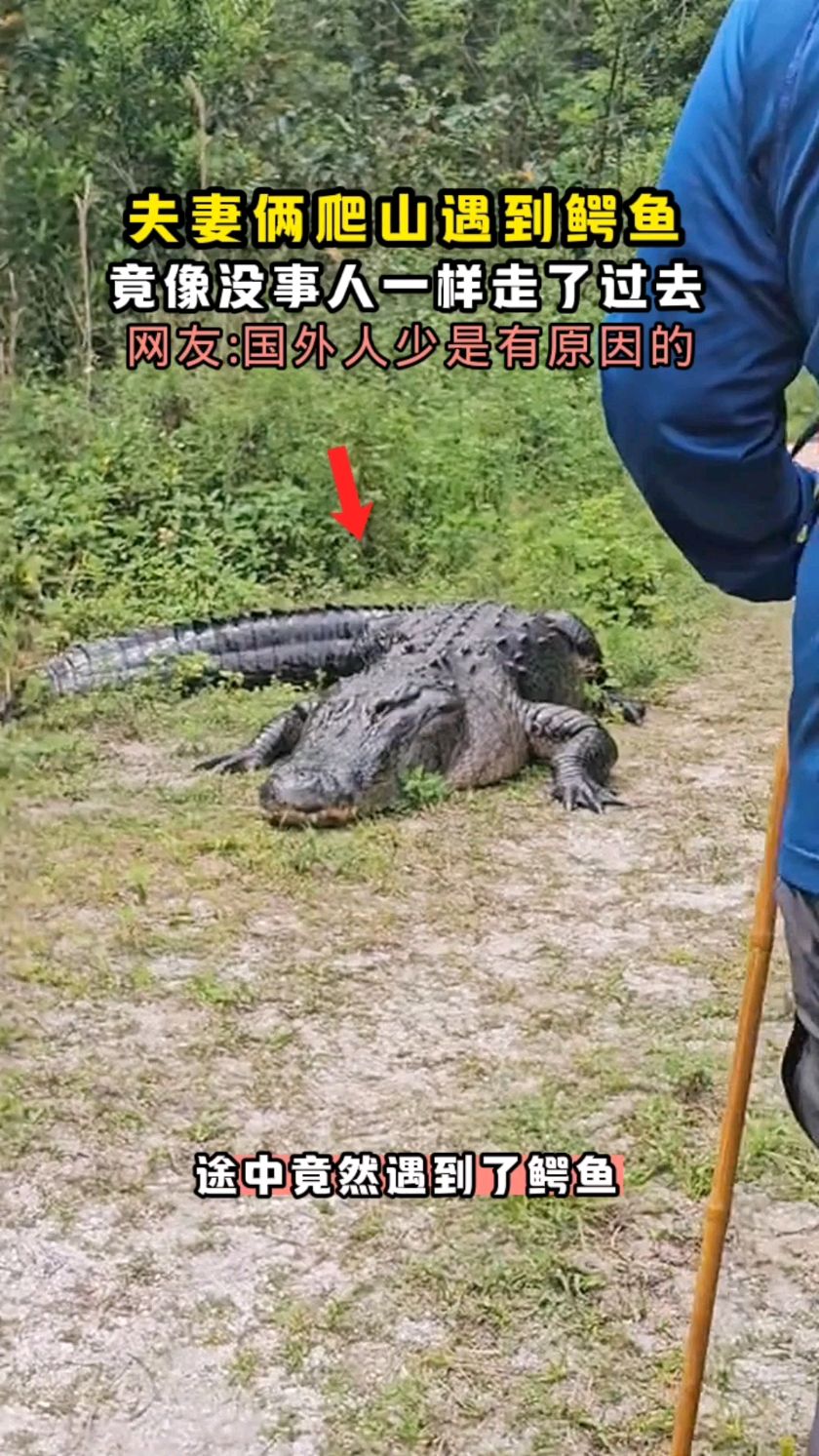 这是正常人遇到鳄鱼的反应吗?果然国外人少是有原因的啊