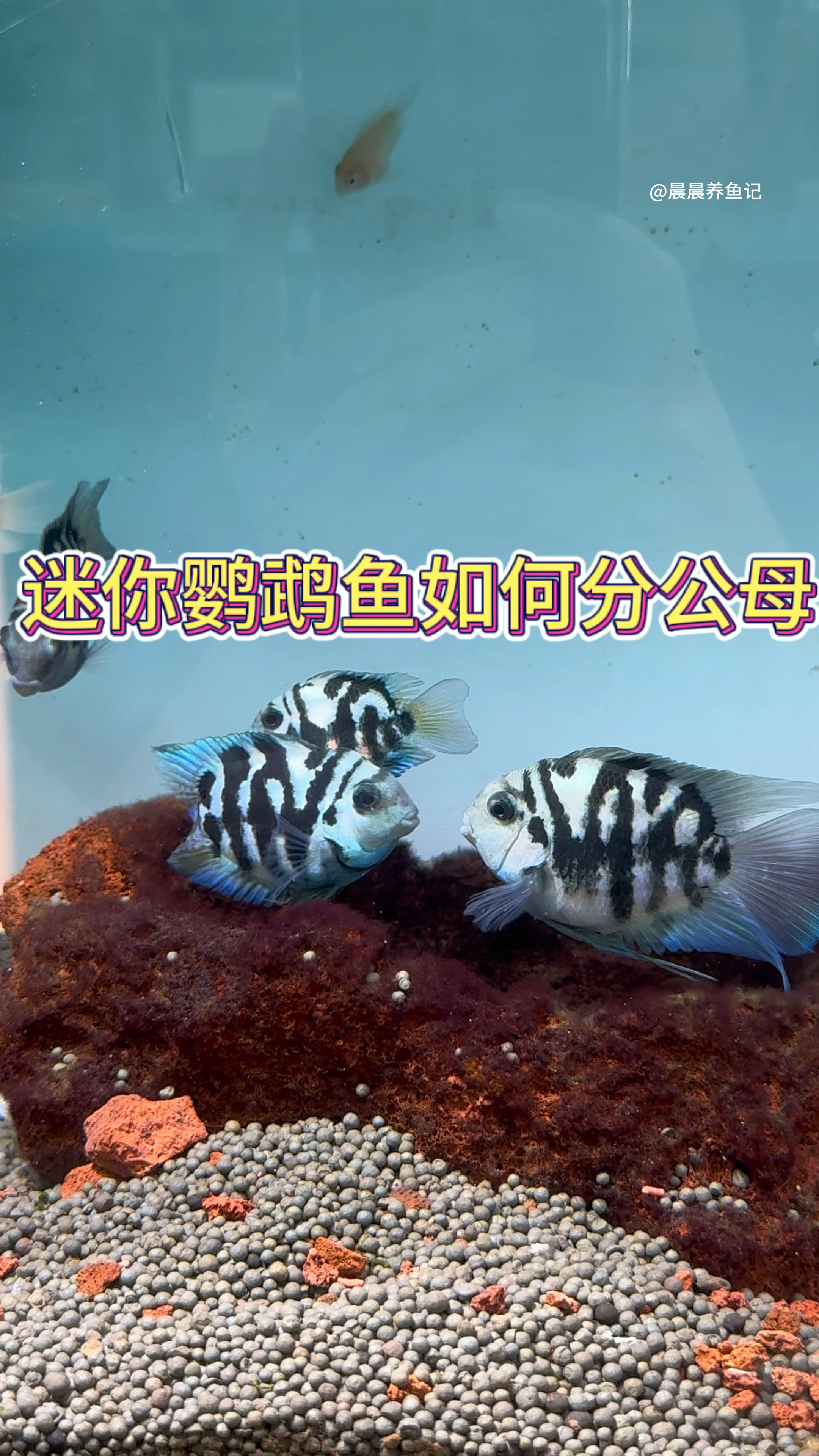 迷你鹦鹉鱼如何分公母