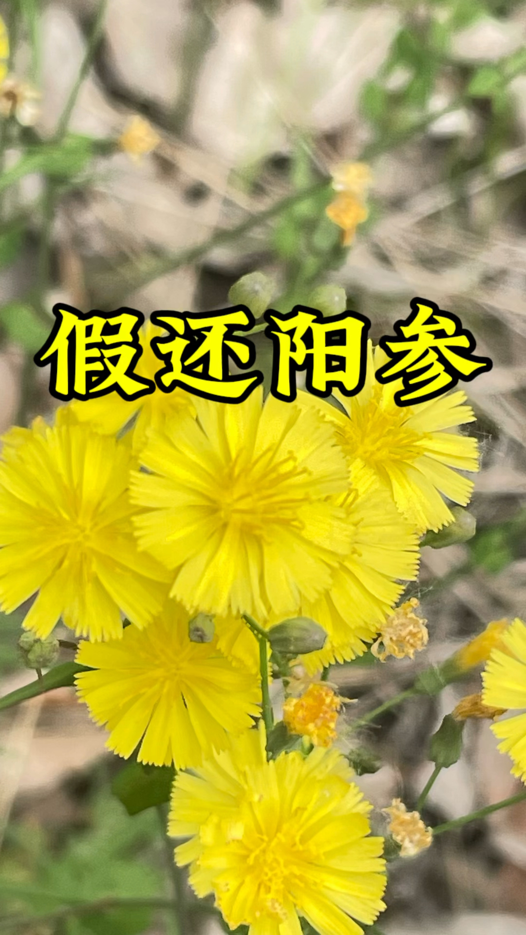 苦碟子长大了你还认识吗?