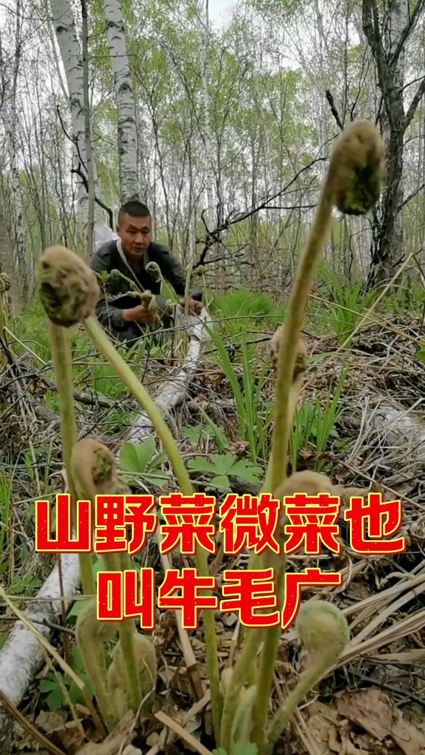 今个来大山里采山野菜微菜也叫牛毛广它是山里最费事的山野菜。
