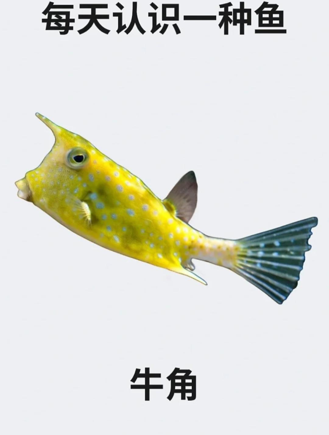 每天认识一种鱼之牛角鱼