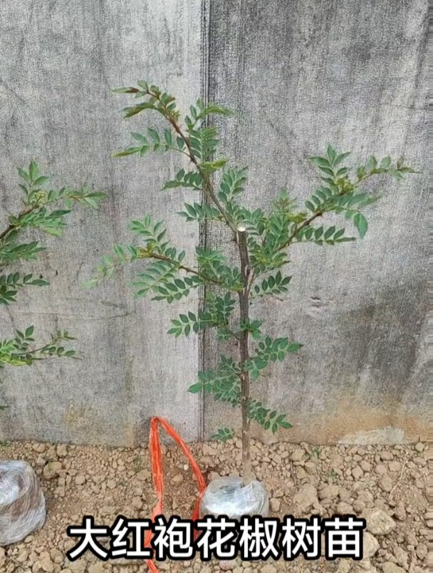 花椒树品种大红袍,结果多好养活,带土直接种