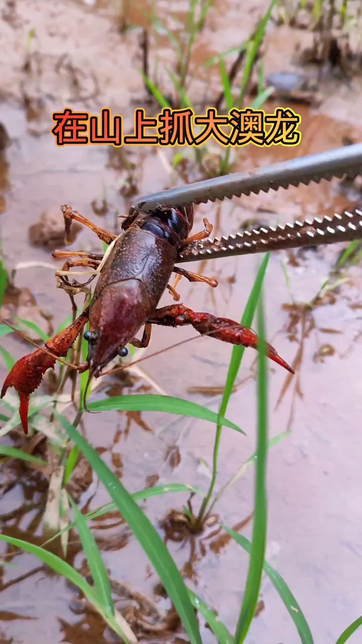 在山上抓了一只大奥龙虾