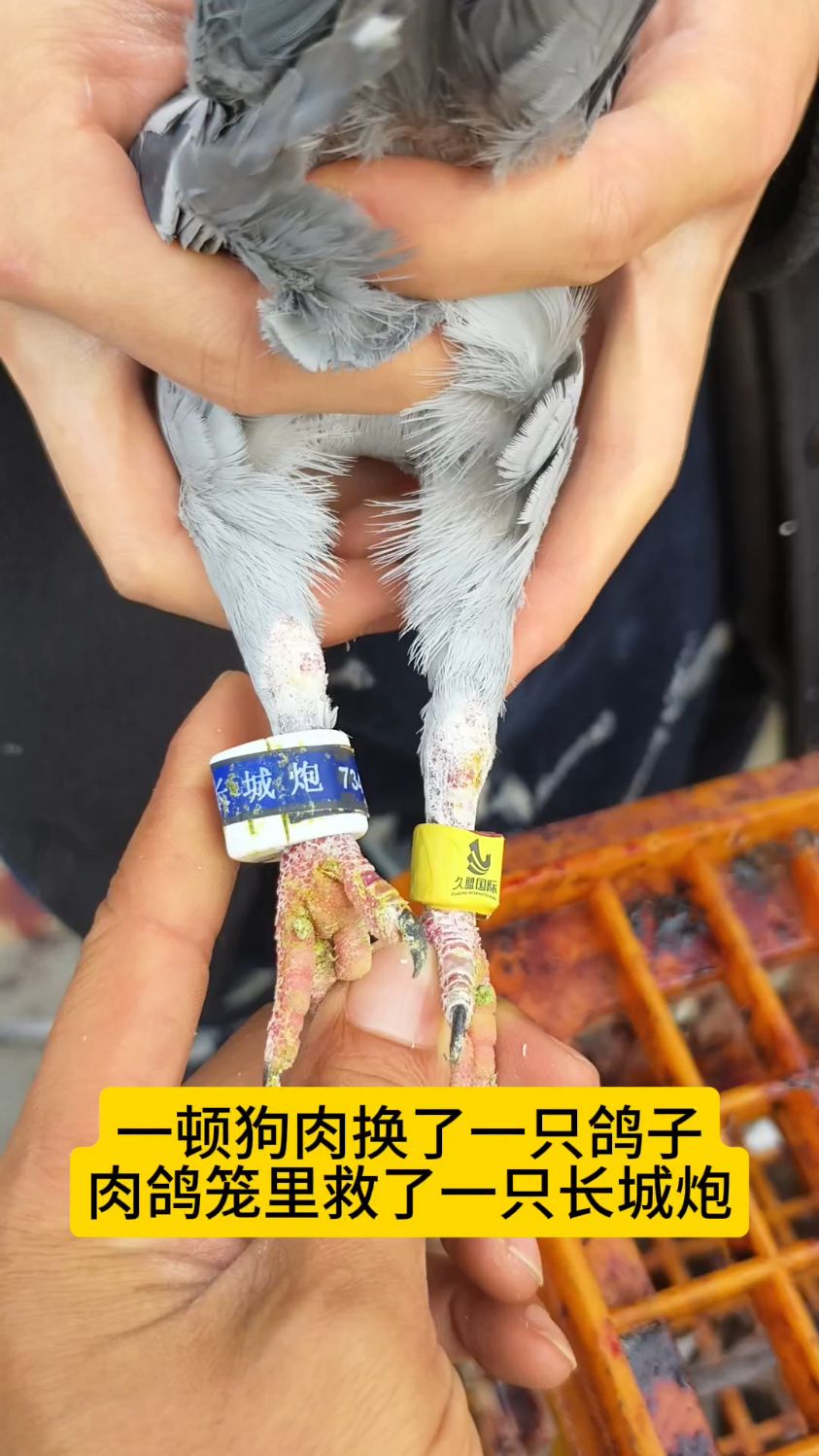 一顿狗肉换了一只鸽子,肉鸽笼子里救了一只长城炮赛鸽
