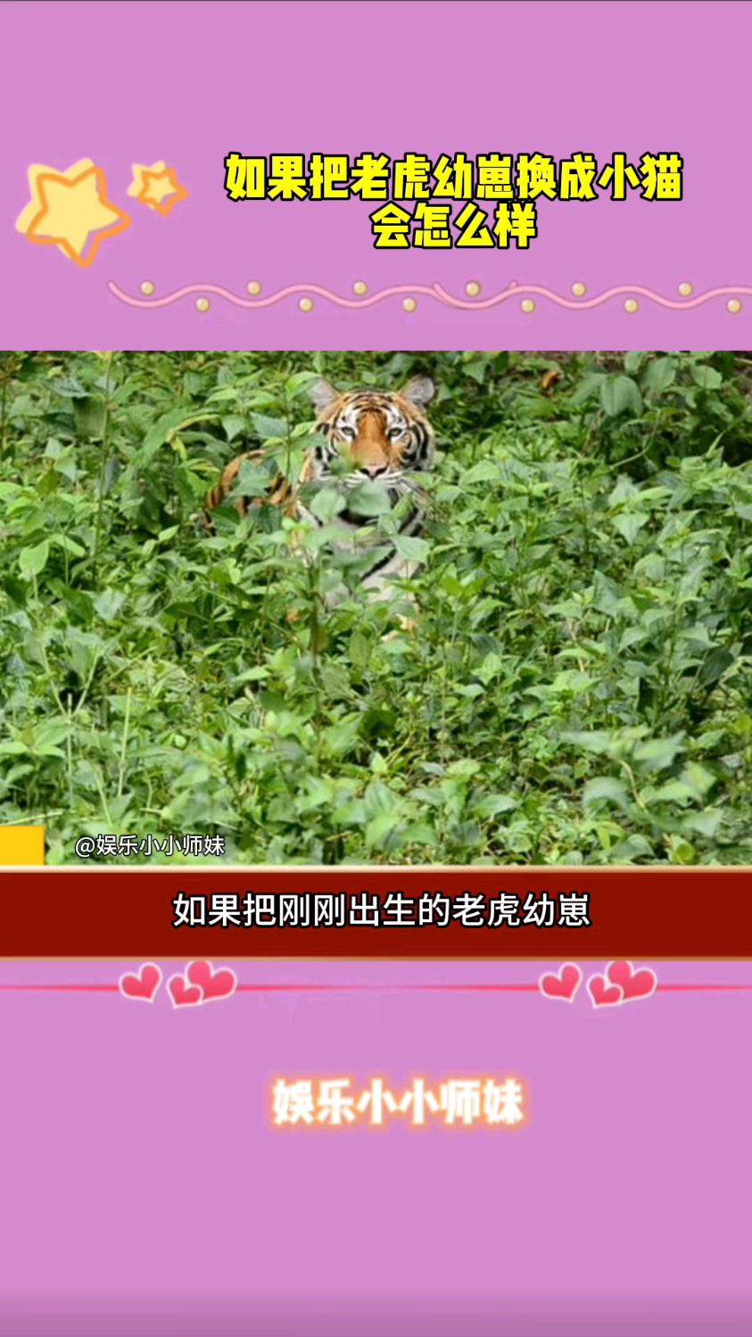 如果把老虎幼崽换成小猫幼崽会怎样