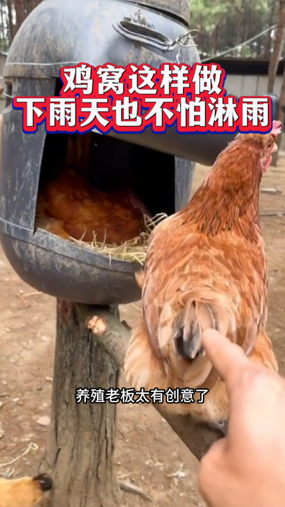 鸡窝这样做,下雨天也不怕淋雨