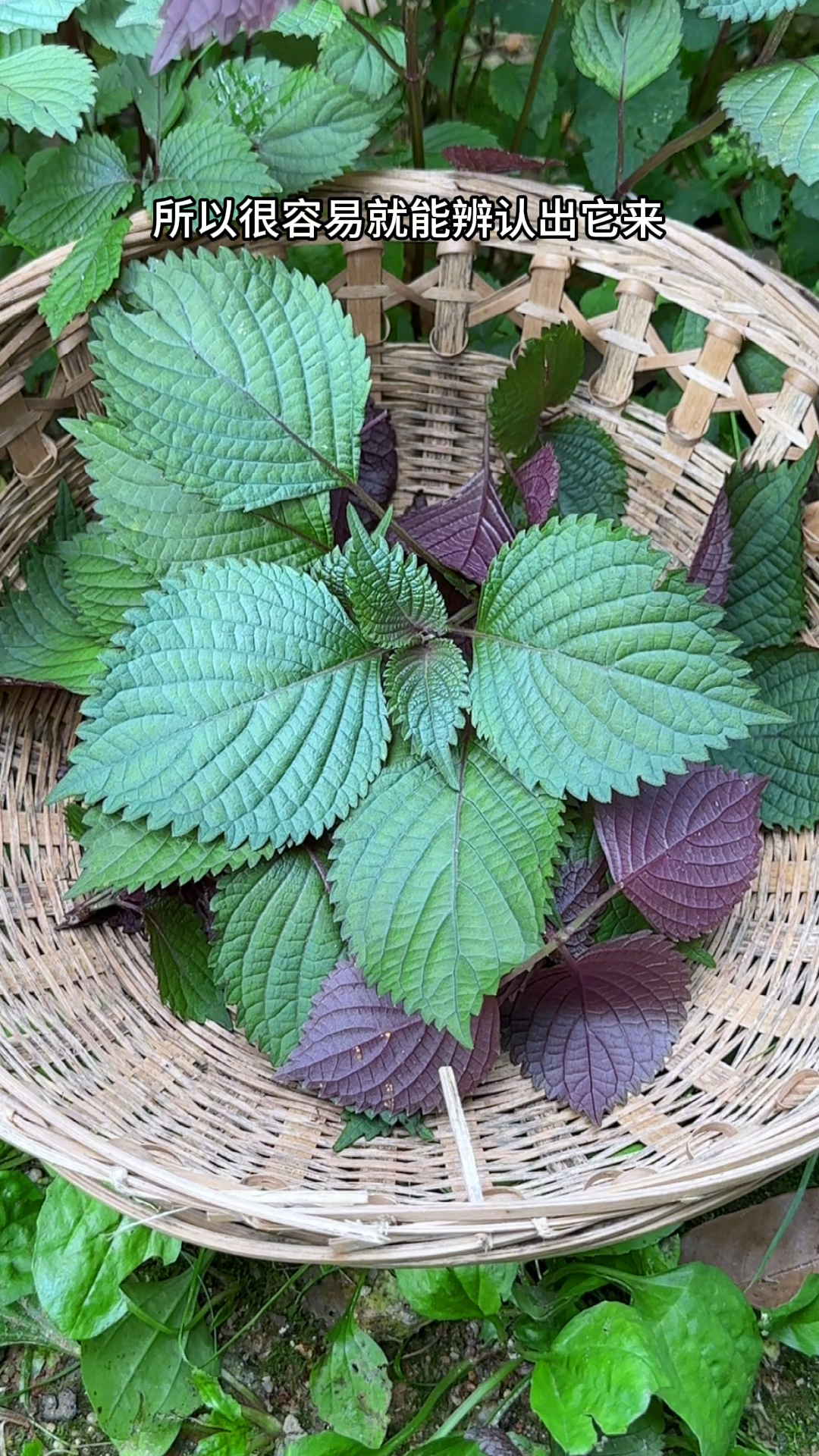 紫苏叶子背面呈紫色,农村人在菜园采摘它,你了解这种植物吗