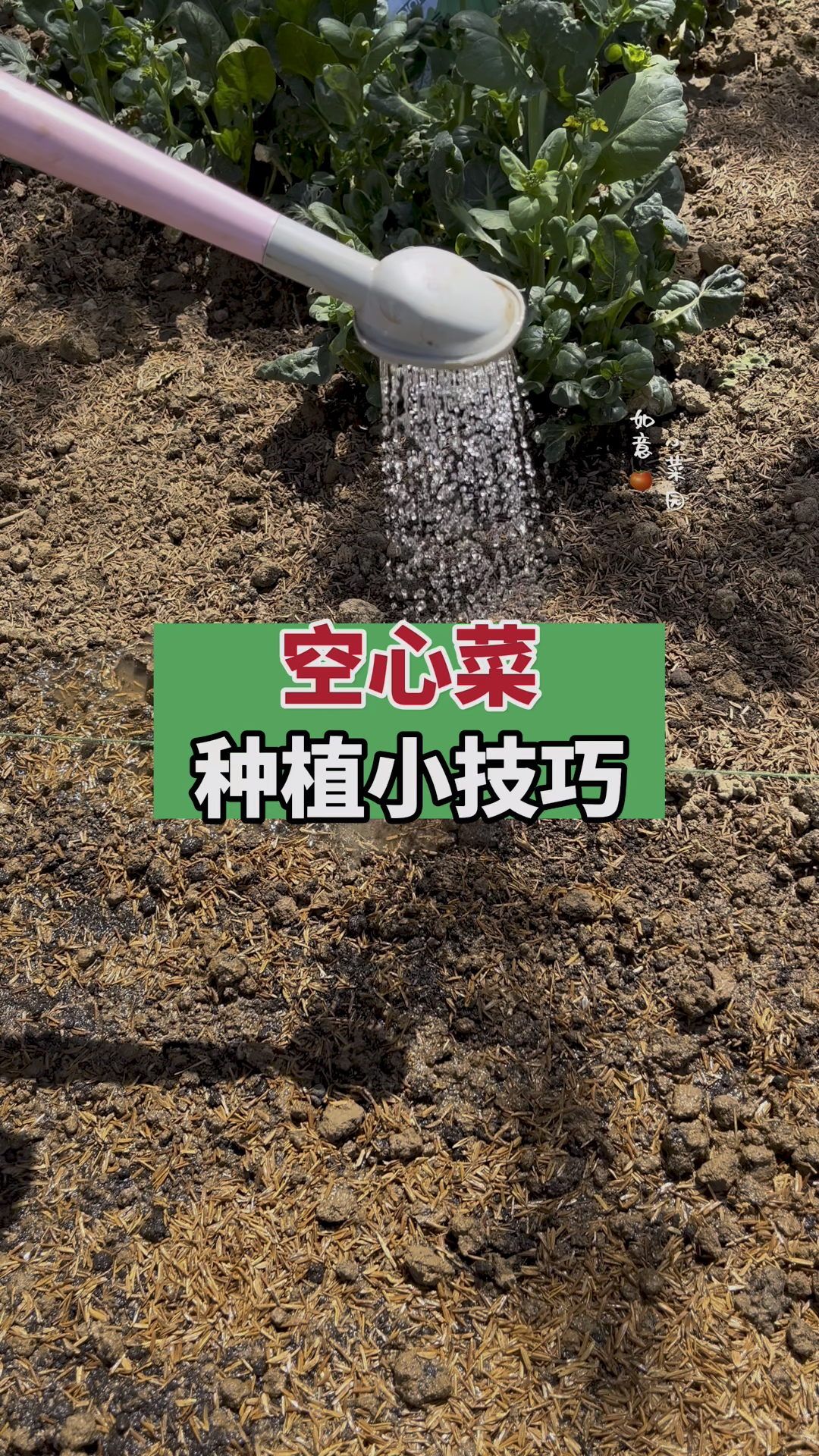 空心菜如何种植!