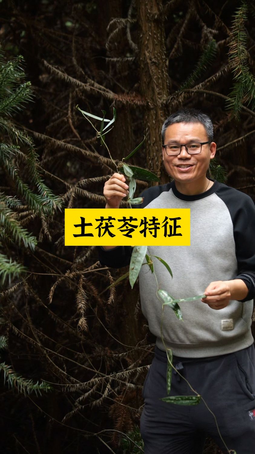 土茯苓有哪些特征?