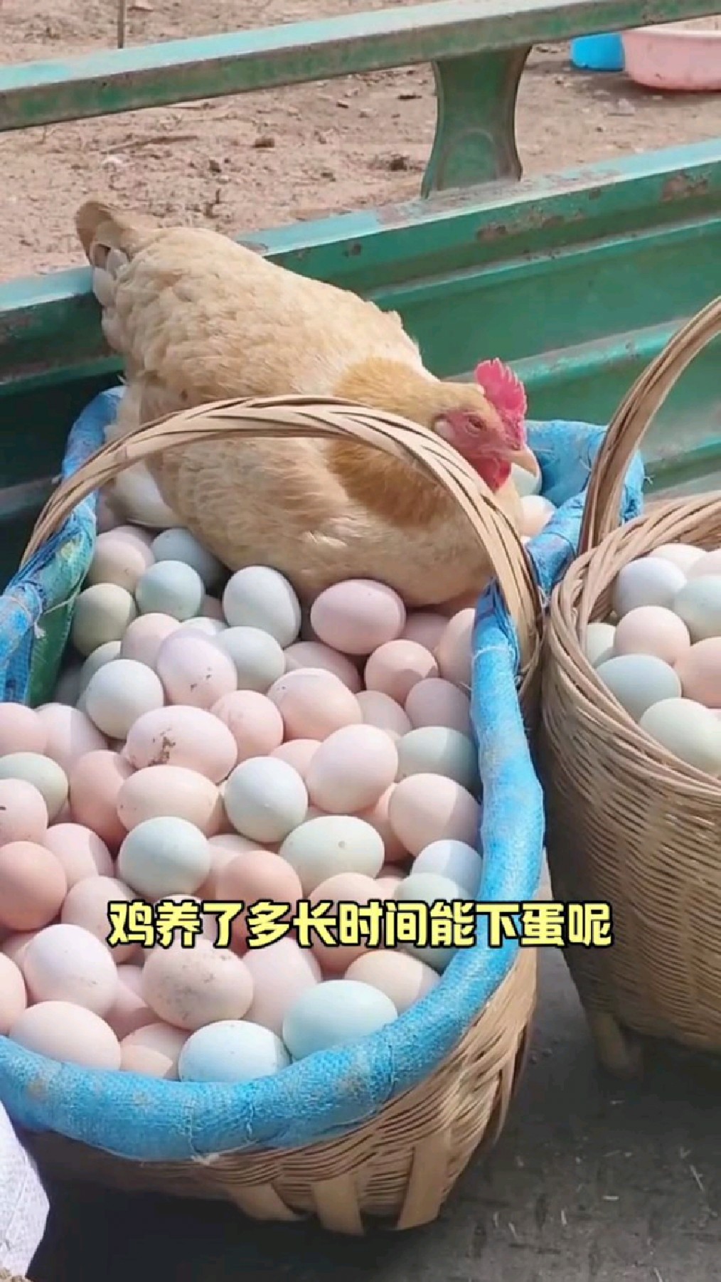 鸡养多长时间才能下蛋
